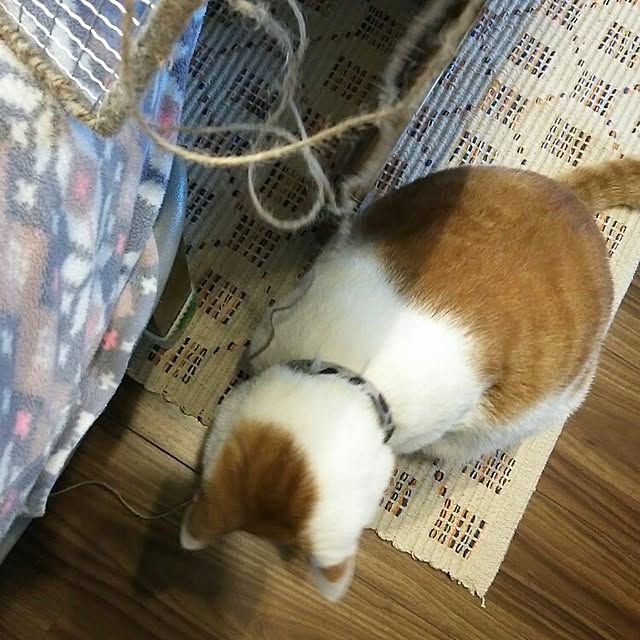 porinさんの実例写真