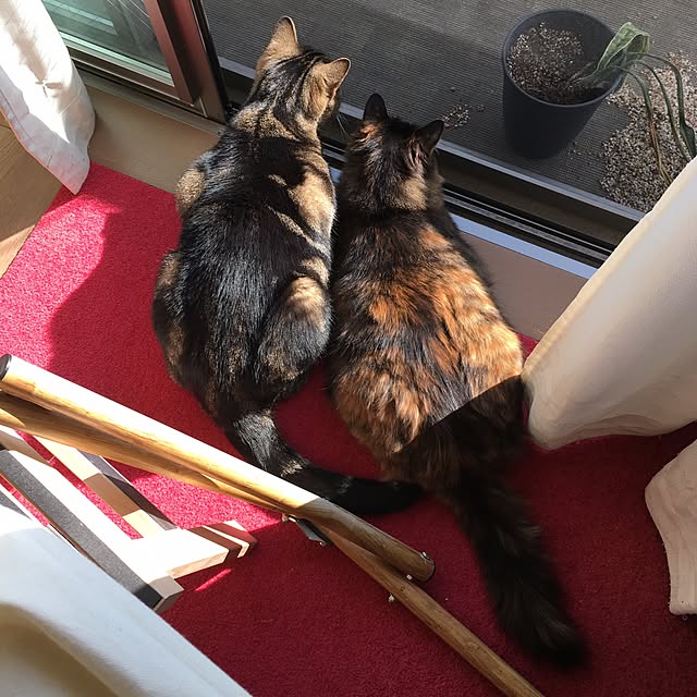 mikomaruさんの実例写真