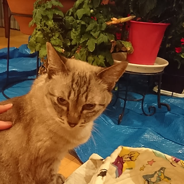 bonobono54さんの実例写真