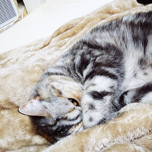 shioさんの実例写真