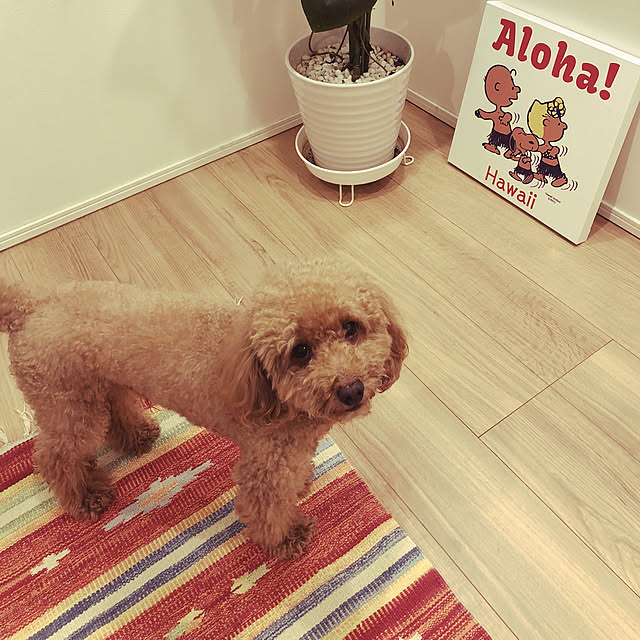 S.fam_houseさんの実例写真