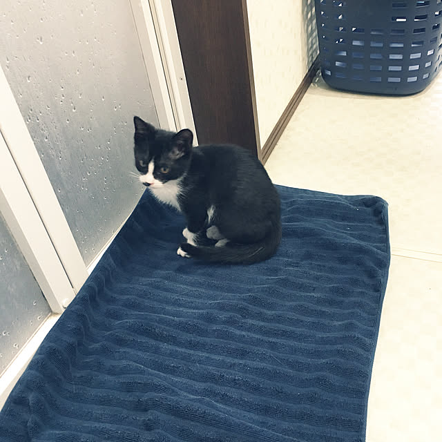 nekoさんの実例写真