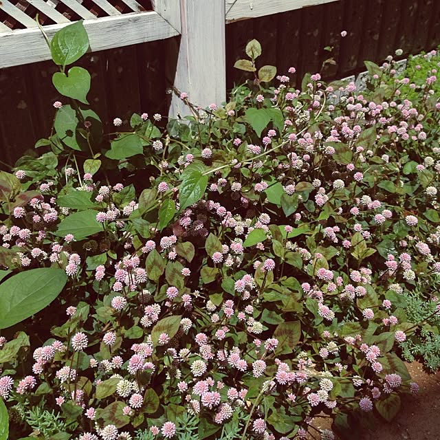 PANNAさんの実例写真
