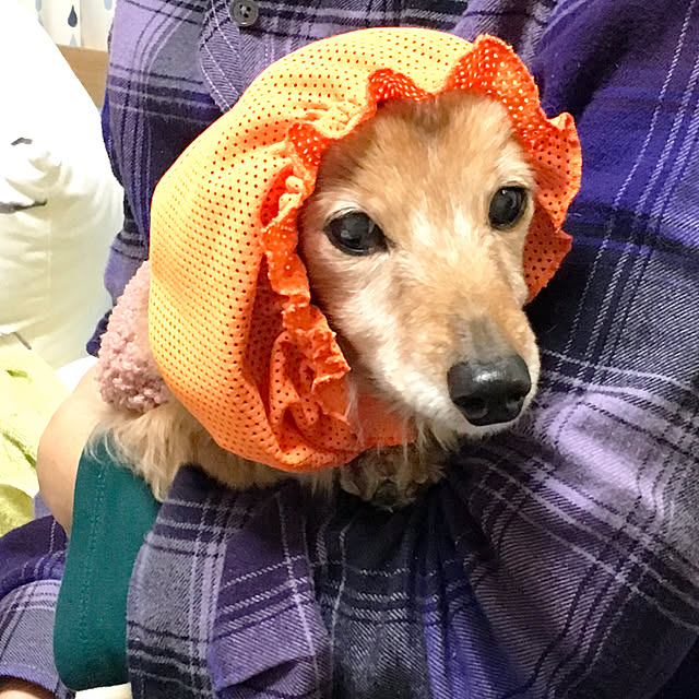 実例写真