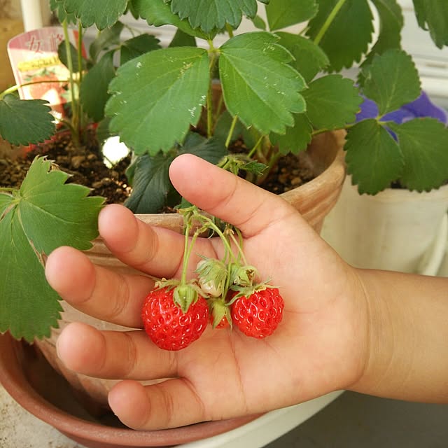 tomatoさんの実例写真