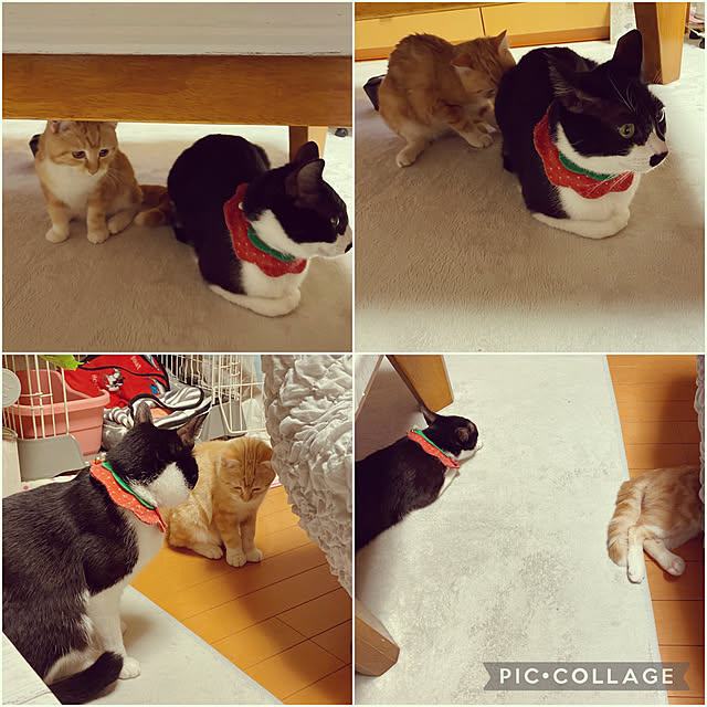 moolさんの実例写真