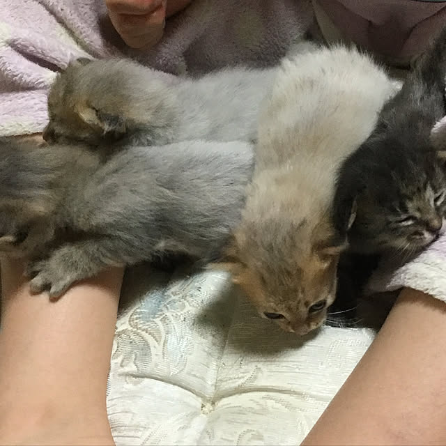 実例写真