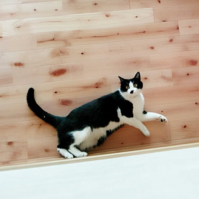 Chomeakiさんの実例写真
