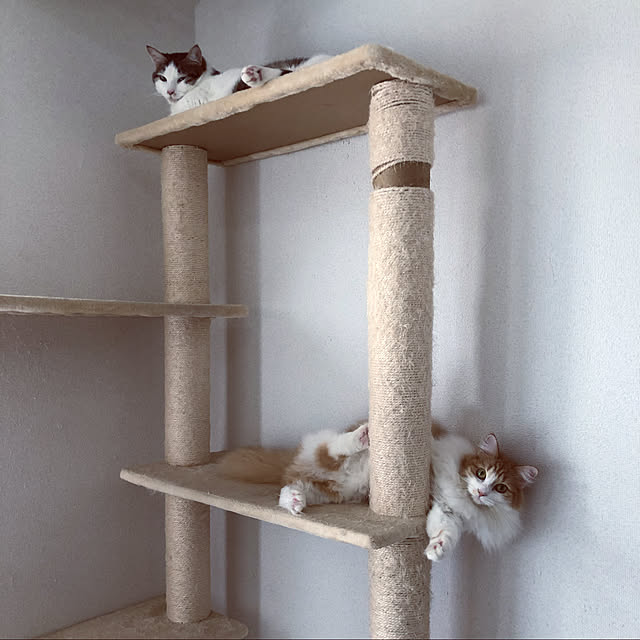 w_fox0713さんの実例写真