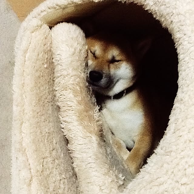 kotaさんの実例写真
