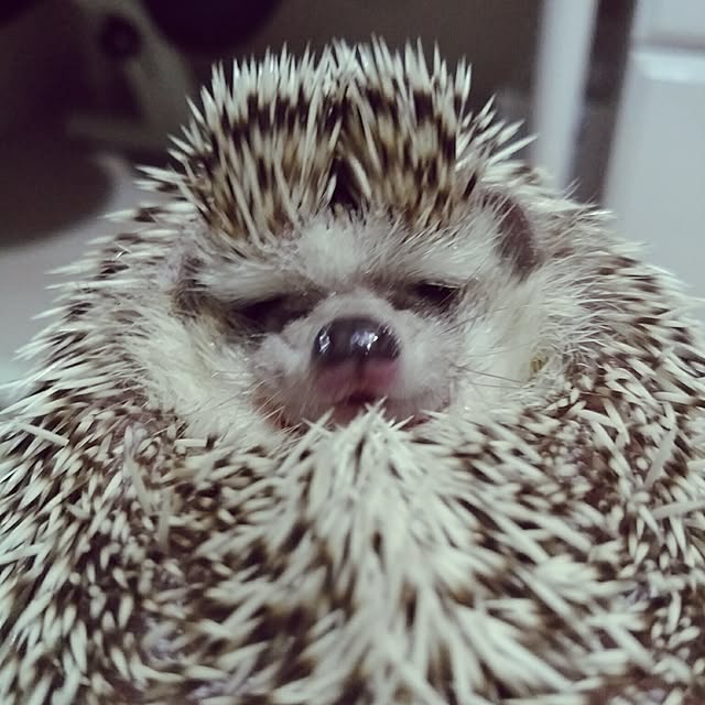 kuruさんの実例写真