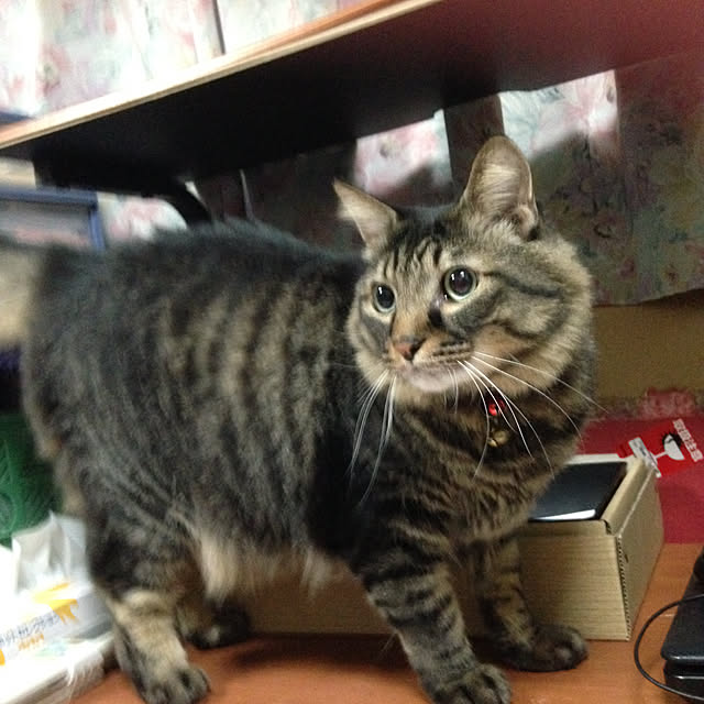COCOさんの部屋