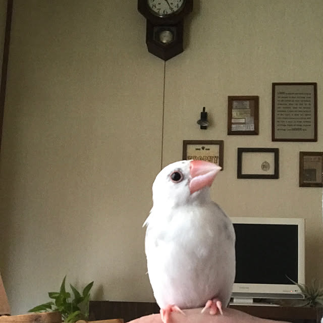 calmsweetsweetさんの実例写真