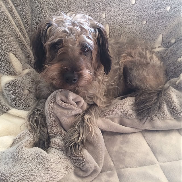 jasmine-roseteaさんの実例写真