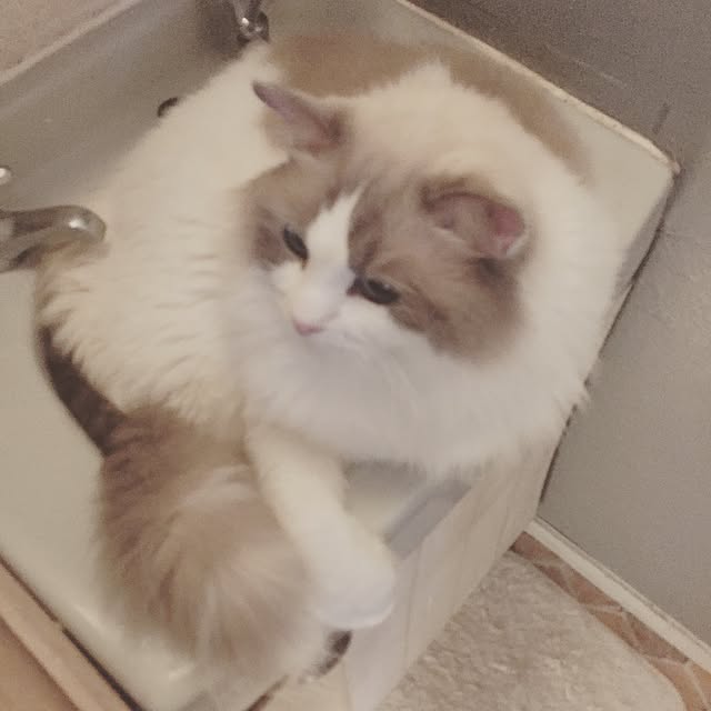 runtenさんの実例写真