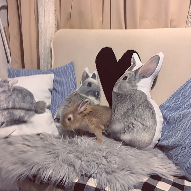 woyukiさんの実例写真