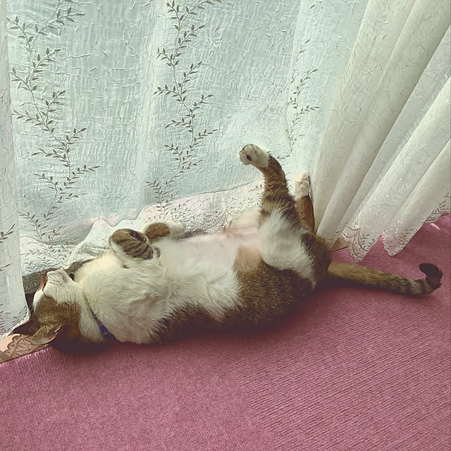 haruminさんの実例写真