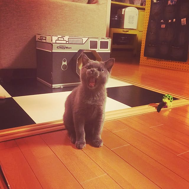 Shojiさんの実例写真
