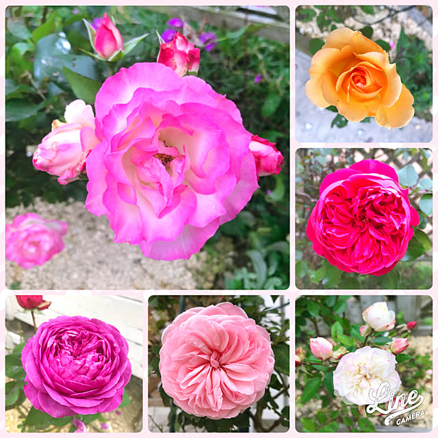 HappyRoseさんの実例写真
