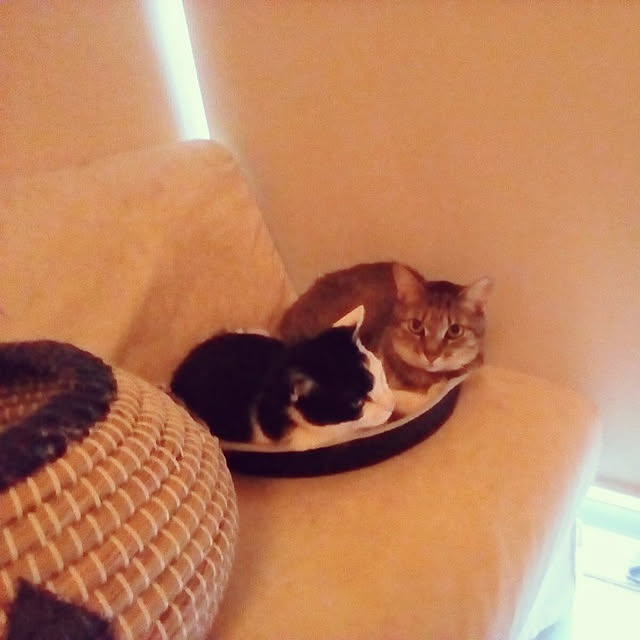 catloveさんの実例写真