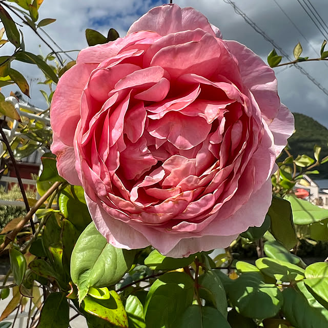 AYUKOさんの実例写真