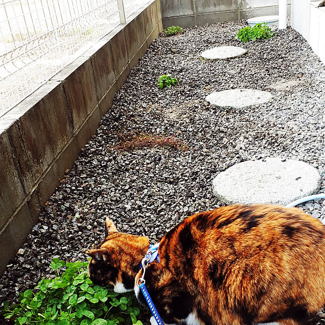 aiさんの実例写真