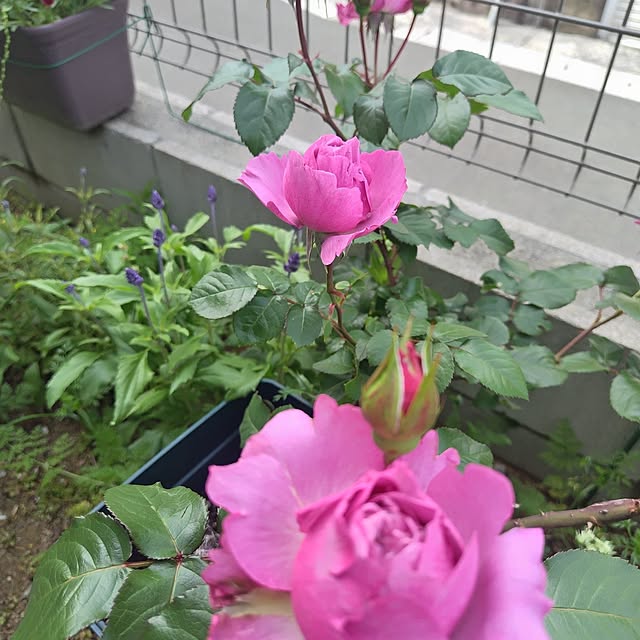 moonさんの部屋