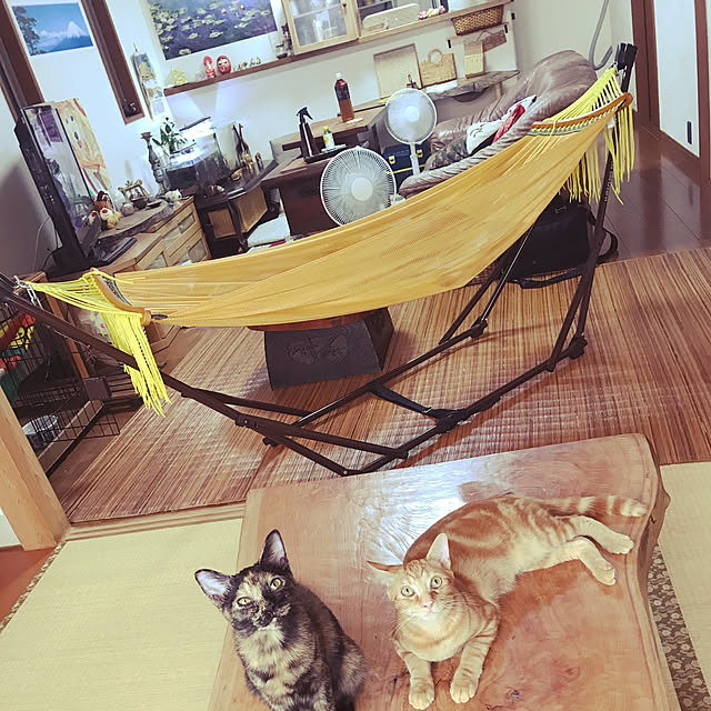 tornadeさんの実例写真