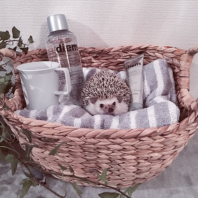 saokoさんの実例写真