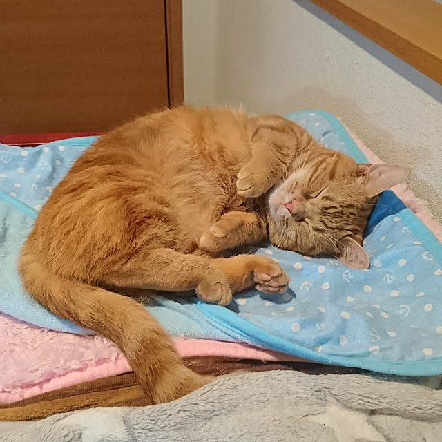 shinobuさんの実例写真