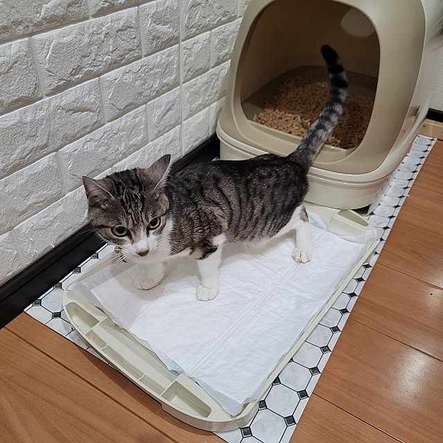 396629manaさんの実例写真
