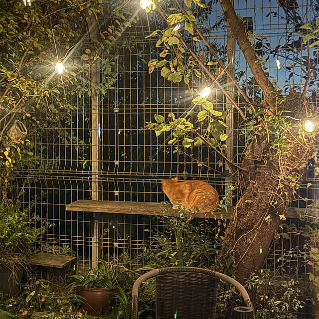 ayuさんの実例写真