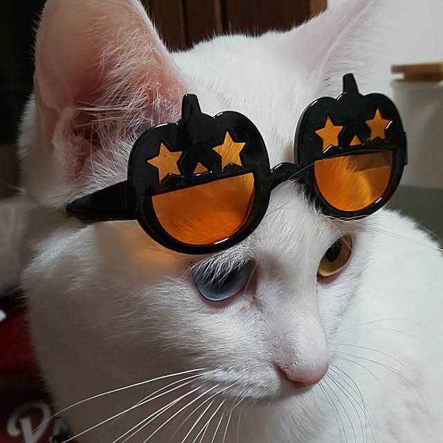 necoさんの部屋