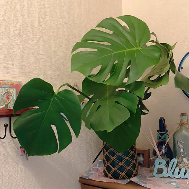 Malamaさんの実例写真