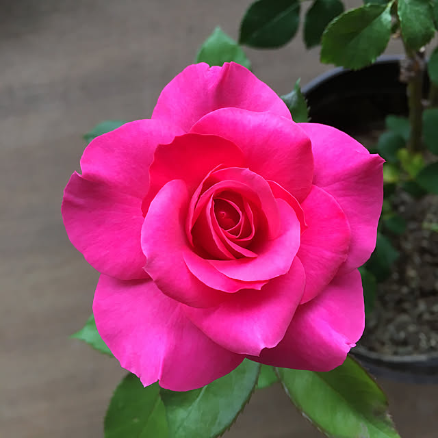 バラ/玄関/入り口のインテリア実例 - 2019-06-07 10:39:38