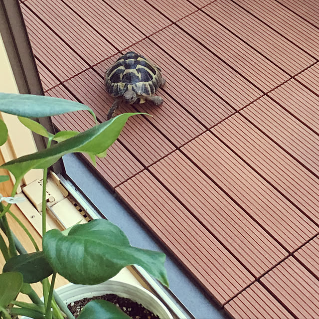 ryoko5311さんの実例写真