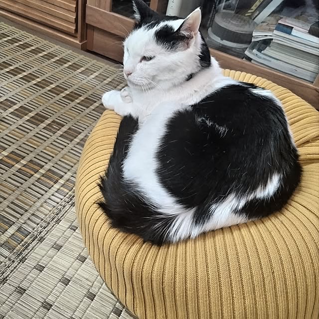 yuuさんの実例写真