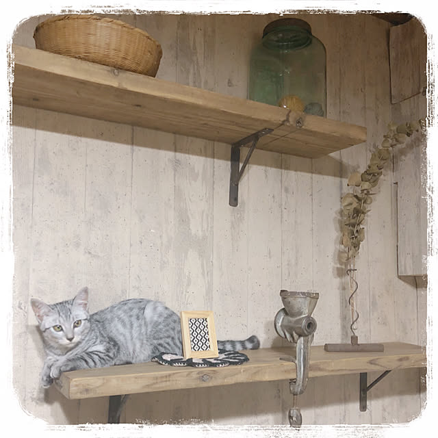 キッチン/ねこと暮らす/レトロ風/レトロ好き/棚DIY...などのインテリア実例 - 2018-09-04 16:24:49