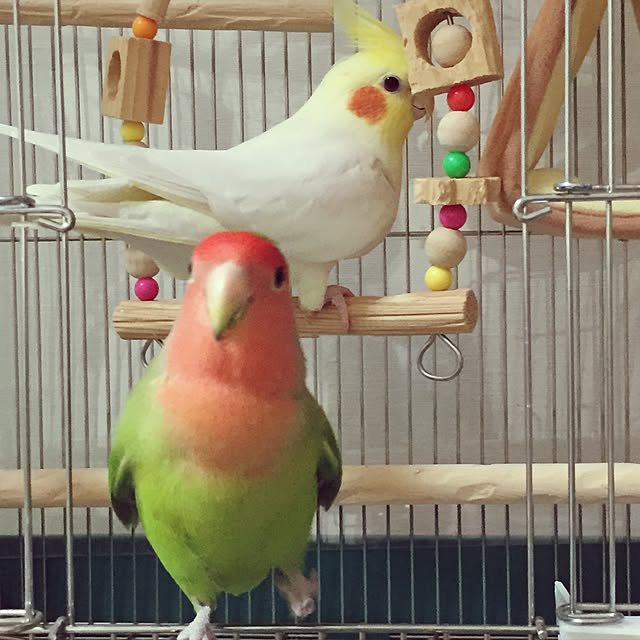 toratanさんの実例写真