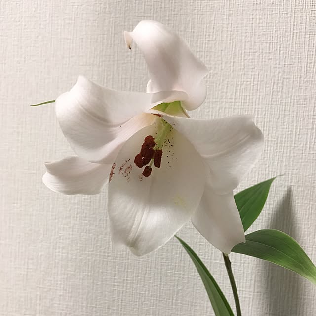 Ryokoさんの実例写真