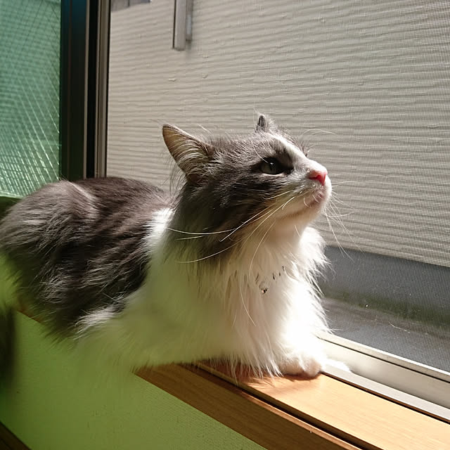 shinobuさんの実例写真