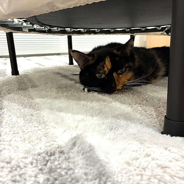 kirinsanさんの部屋