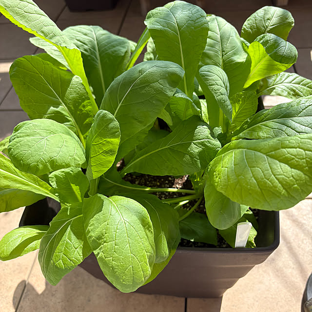 wwwさんの実例写真