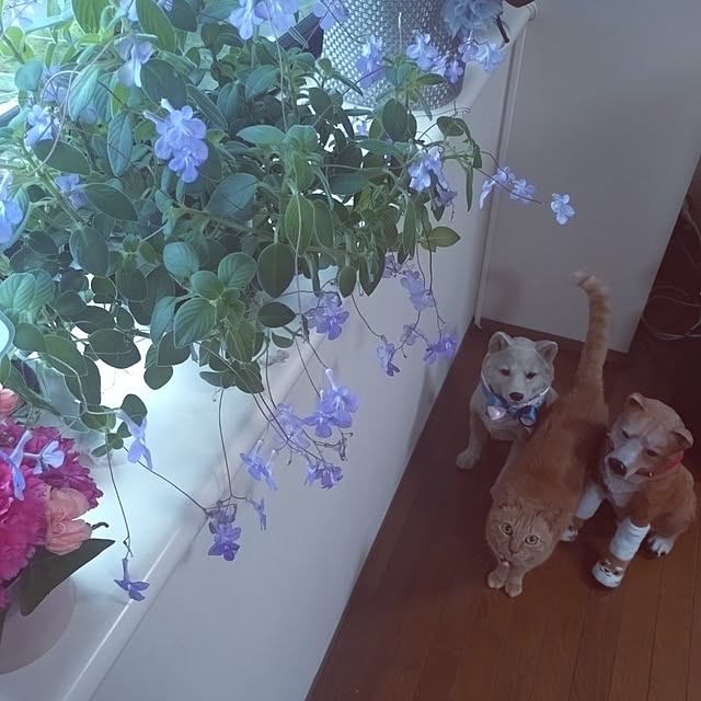 NOAHさんの実例写真