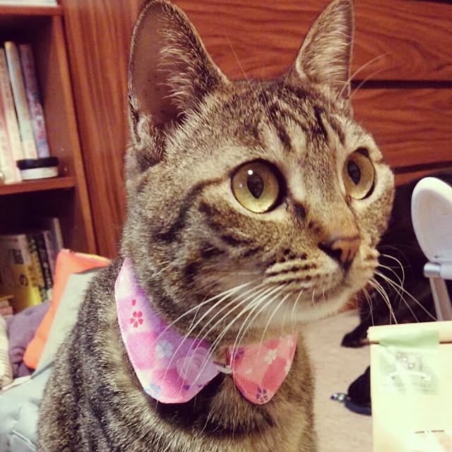 maoshinさんの実例写真