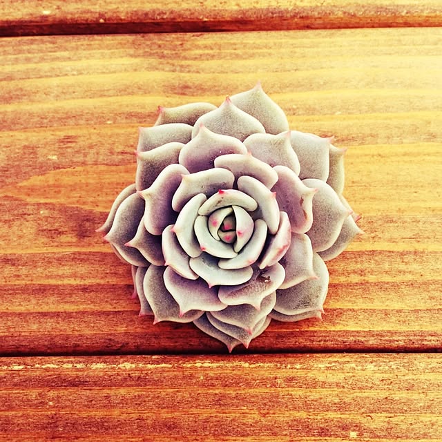 plantsboxさんの実例写真