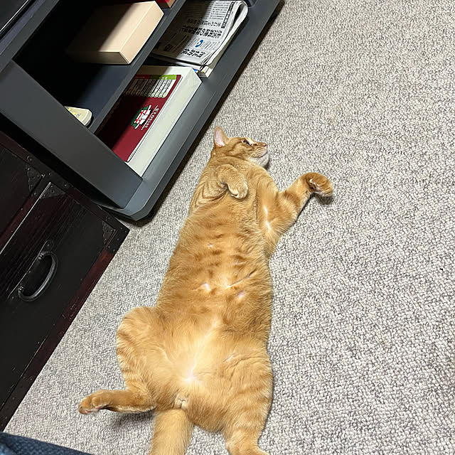 shinkoさんの実例写真