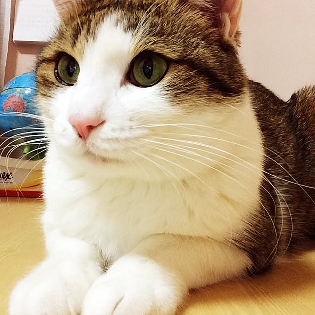 naonaoさんの実例写真