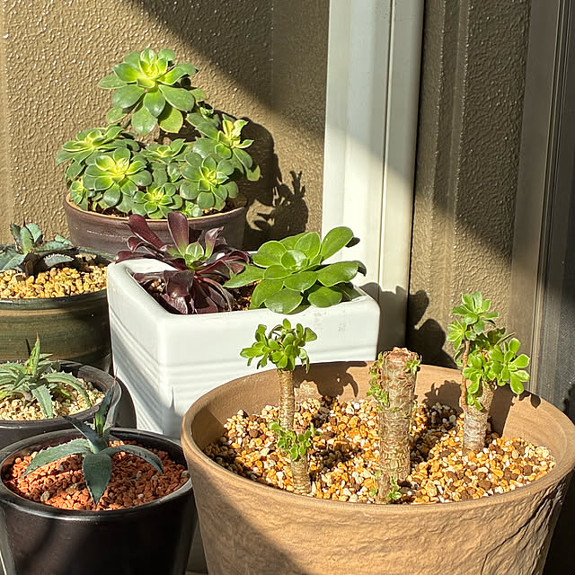 koshiregutyoさんの実例写真