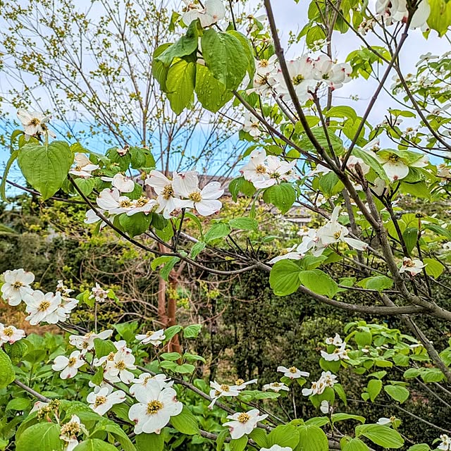 ot-gardenさんの実例写真